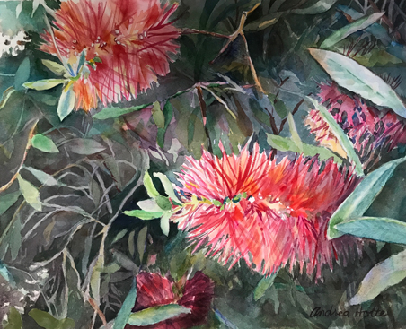 Bottlebrush by Andrea Holte