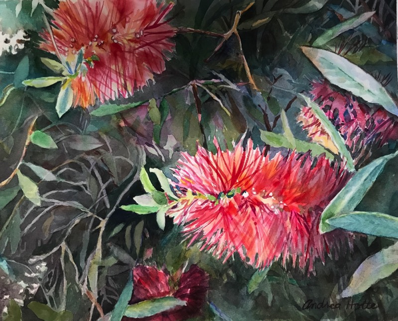 Bottlebrush by Andrea Holte